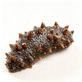 Ready-to-eat Sea Cucumber